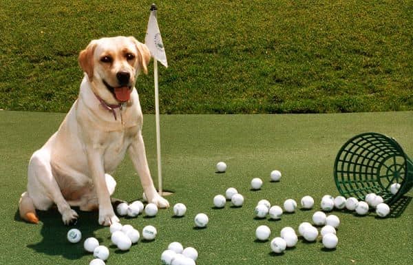 2020 FORE Our Furry Friends Golf Tournament